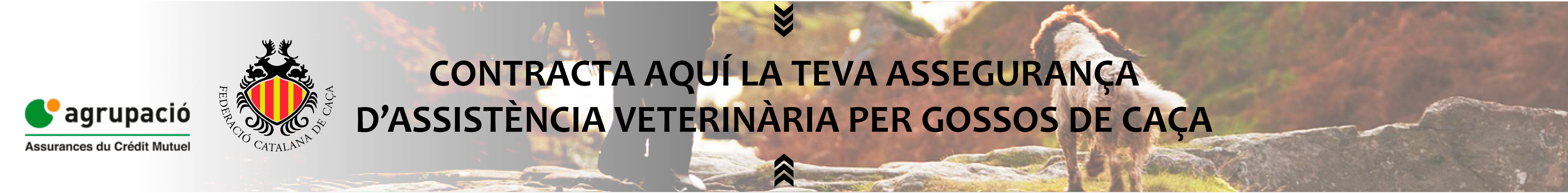 Assegurança d'assistència veterinària per gosssos de caça Catalana de Caça