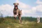 Els gossos de caça menor podran sortir a partir del proper dia 2 de maig