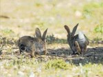 Unió de Pagesos demana que es declari l’emergència cinegètica a Roquetes, Tortosa i Santa Bàrbara per danys del conill.  FOTO: J. REVILLAS