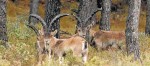 Grup de cabres per una zona boscosa de l´Ebre. FOTO: Joan Revillas