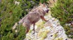 El llop que va ser vist per Jean-Charles Grange l’estiu passat.