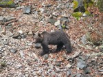 Más de 4.000 cazadores colaboran en los trabajos de recuperación del oso pardo