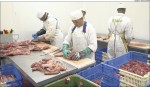 Peces amb control sanitari. Especejament de carn de senglar a l´escorxador senglar de Girona, a Fornells de la Selva, dimecres passat