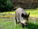 Els exemplars de porcs senglars es tripliquen a Collserola