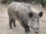 S´obre el període especial per combatre els danys a l’agricultura produïts per porcs senglars