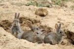 Els conills estan causant danys al camp de Lleida