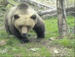 Un dels óssos bruns que van ser detectats el passat 24 de maig.