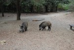 Els experts analitzen la incidència dels porcs senglars a les zones periurbanes